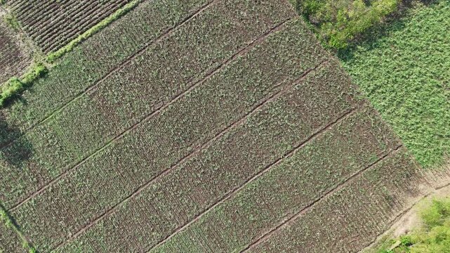 Spiral Drone Shot Over Young Sugarcane Crop