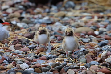common tern chick