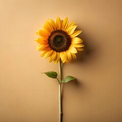 Single Sunflower Blossom with Stem and Green Leaves on a Neutral Tan Background Minimalist Style