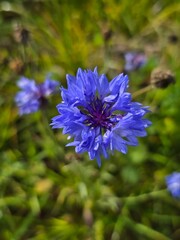 Blue cornflower macro with soft bokeh