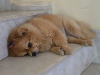 Рuppy sleeping on the floor. A red-haired little dog lies on the steps.