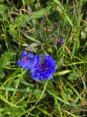 Blue cornflower macro with soft bokeh