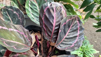 Calathea Roseopicta Leaf Close-up Showing Natural Color and Detailed Texture