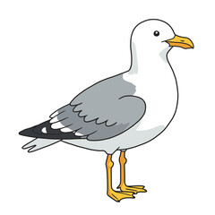 seagull, cartoon, bird, coastal, clipart, illustration, ocean, beach, animal, gull, wings, beak, feathers, white, grey, yellow, cute, standing, sea, shore, marine, flight, flying, nature, water, wildl