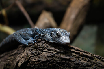 Lizard in terrarium, close-up portrait of reptile in naturalistic enclosure, exotic pet photography, detailed animal close-up