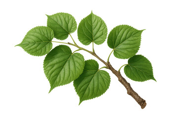 Fototapeta premium Botanical illustration of a linden tree branch on a white background.