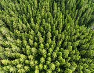 Dense forest canopy from above