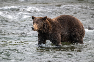 An Alaskan brown bear searching for salmon below Brooks Falls.