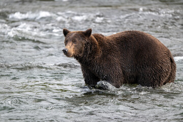 An Alaskan brown bear searching for salmon below Brooks Falls.