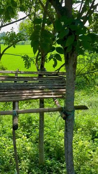 Bamboo Tree House or Watch Tower Structure in a Lush Green Environment

