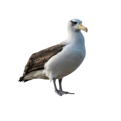 Majestic albatross standing tall, a symbol of freedom and resilience perfect for conservation campaigns, wildlife documentaries, and coastal tourism promotions