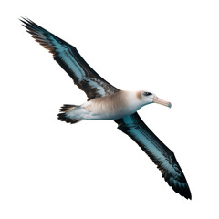 Graceful albatross soars majestically, capturing the essence of freedom and adventure in its powerful wingspan, making it perfect for travel or wildlife projects