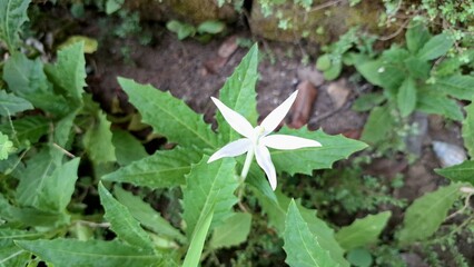 Elegant white star flower: natural green backdrop, no people