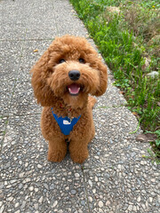 Happy Brown Poodle Mix Dog On Pebble Path Wearing Blue Harness Outdoors