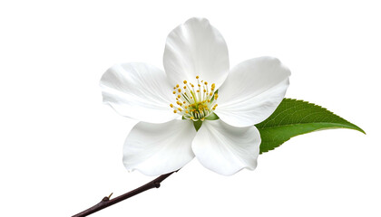 A delicate white apple blossom flower with green leaves on a branch.
