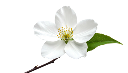 A delicate white apple blossom flower with green leaves on a branch.