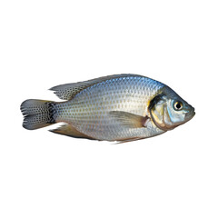 Freshly caught tilapia fish ready for cooking, vibrant blue and silver scales glistening, perfect for seafood recipes and healthy eating promotions, aquaculture farming