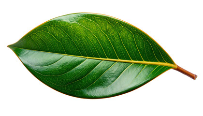 Obraz premium A single vibrant green leaf with a prominent central vein and a reddish stem isolated on a white background.