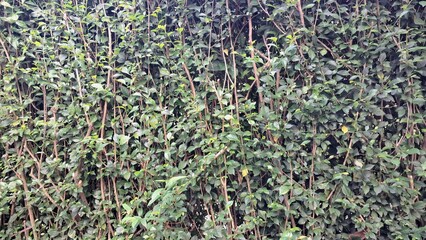 The lush green detail of an Acalypha Siamensis hedge (no people) offers a vibrant natural decorative background and can function as a beautiful living fence or wallpaper