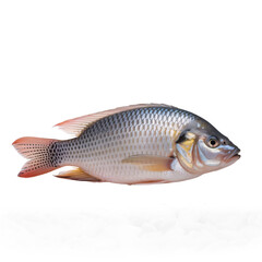 Vibrant, fresh tilapia fish specimen showcasing intricate scales and fins, perfect for culinary, educational, or aquatic design projects seeking natural detail and quality