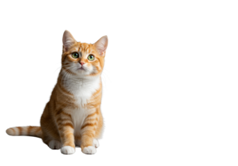 Young ginger tabby cat with emerald green eyes, white chest, sitting alert with a curious head tilt beside an artisanal pet treat, on a clean transparent background, 45-degree high-angle, concept for