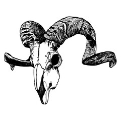 Goat skull line illustration side view