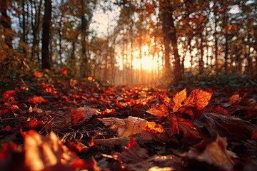 Autumnal forest path (8)