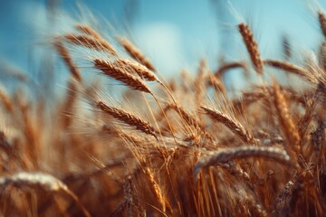 Fototapeta premium Golden wheat field under a vibrant sky (1)