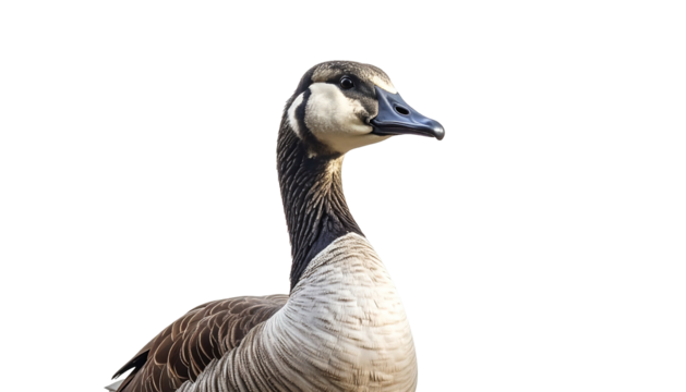Close up of a Canada Goose head and neck against a white background.