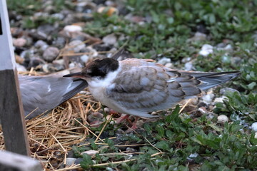 common tern