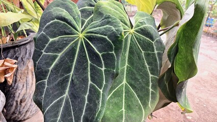 Anthurium Crystallinum Velvet Leaf, Heart-Shaped Foliage with Striking White Veins