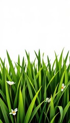 Lush green grass isolated on pure white background, perfect for compositing and design projects, vegetation, overlay, vibrant