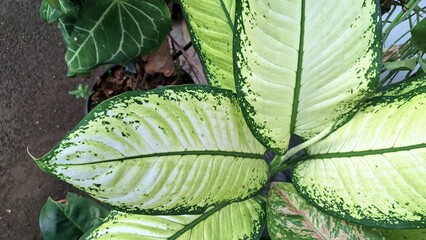 Dieffenbachia Seguine Dumbcane Leaf with Cream Blotches for Natural Background or Botanical...