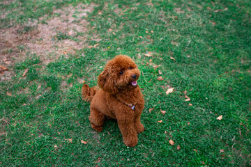 Photograph of a brown poodle sitting on green grass outdoors, looking up with a happy expression. Perfect image for themes related to pets, companionship, happiness, and outdoor activities.