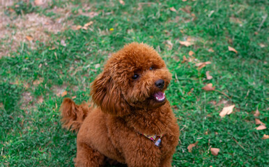 Photograph of a brown poodle sitting on green grass outdoors, looking up with a happy expression. Perfect image for themes related to pets, companionship, happiness, and outdoor activities.