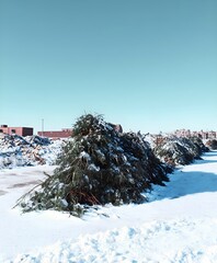 Pile of thrown-out evergreen branches mixed with garbage and snow. Winter outdoor waste scene symbolizing holiday disposal, environmental concerns, and seasonal cleanup.