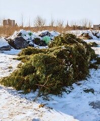 Long row of discarded Christmas trees arranged outdoors on snowy ground near residential and industrial buildings. Winter cleanup and recycling concept.