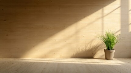 Sunlight illuminates a minimalist room with a potted plant