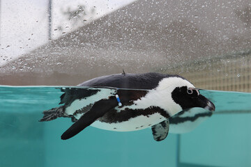 Naklejka premium African Penguin Gracefully Swimming in Clear Blue Water