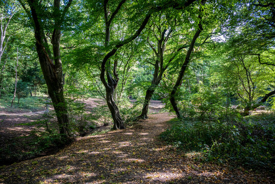 Epping Forest, is a 2,400-hectare area of ancient woodland which straddles the border between Greater London and Essex, London, England, UK