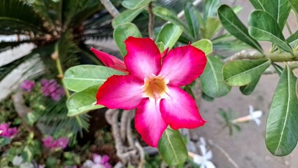 Elegant Pink Blossom of Desert Rose (Adenium obesum) &ndash; Drought-Tolerant Bonsai Succulent Plant