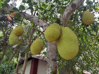 Jackfruit fruits on the tree in garden. Delicious tropical seasonal Jackfruit fruit in Bangladesh. 