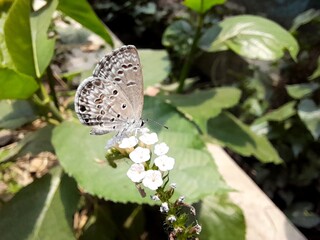 Lime Blue butterfly on Heliotropium indicum blossom in nature. Beautiful butterfly with flower. 