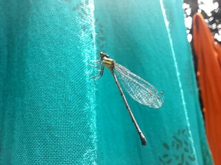Damselfly insect on cloth fabric background. Beautiful small damselfly. 