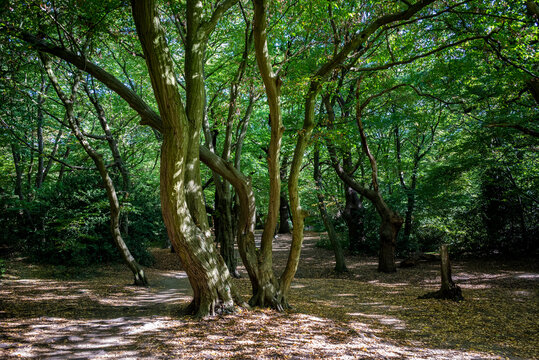 Epping Forest, is a 2,400-hectare area of ancient woodland which straddles the border between Greater London and Essex, London, England, UK