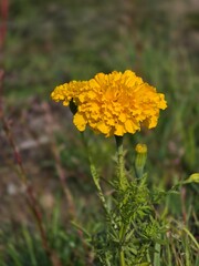 Bright yellow marigold bloom with soft meadow bokeh