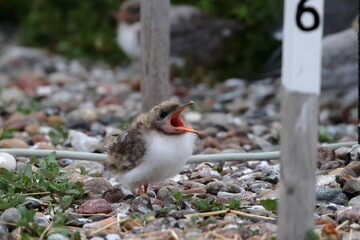 common tern