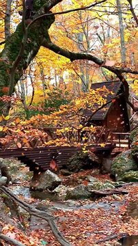 Beautiful autumn landscape with. Colorful foliage in the park. Falling leaves natural background