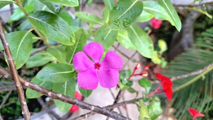 Pink Rose Periwinkle Madagascar Flower Catharanthus roseus Elegant Macro Bloom Perfect for Botanical Illustration and Stock Design