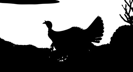 Majestic bird silhouette with fanned tail feathers poised in natural landscape, evoking wild freedom and untamed beauty